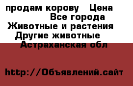 продам корову › Цена ­ 70 000 - Все города Животные и растения » Другие животные   . Астраханская обл.